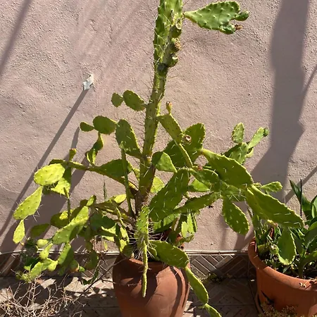 Panoramic Castle Trastevere Lägenhet